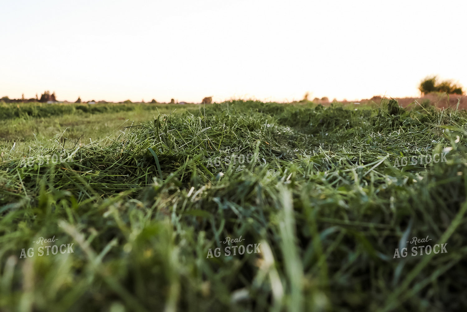 Windrowed Hay 83020