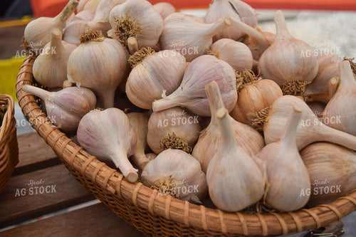 Garlic 106017