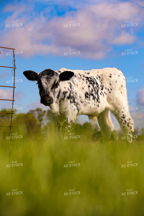 Roan Cattle 160016
