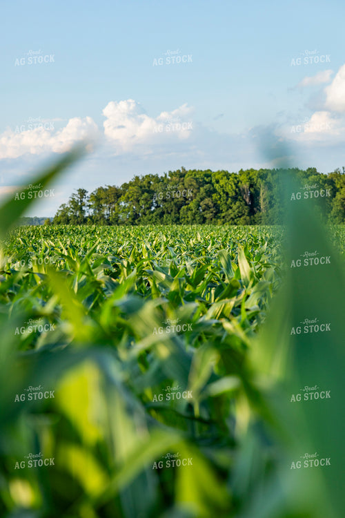 Mid-Season Corn Field 291100