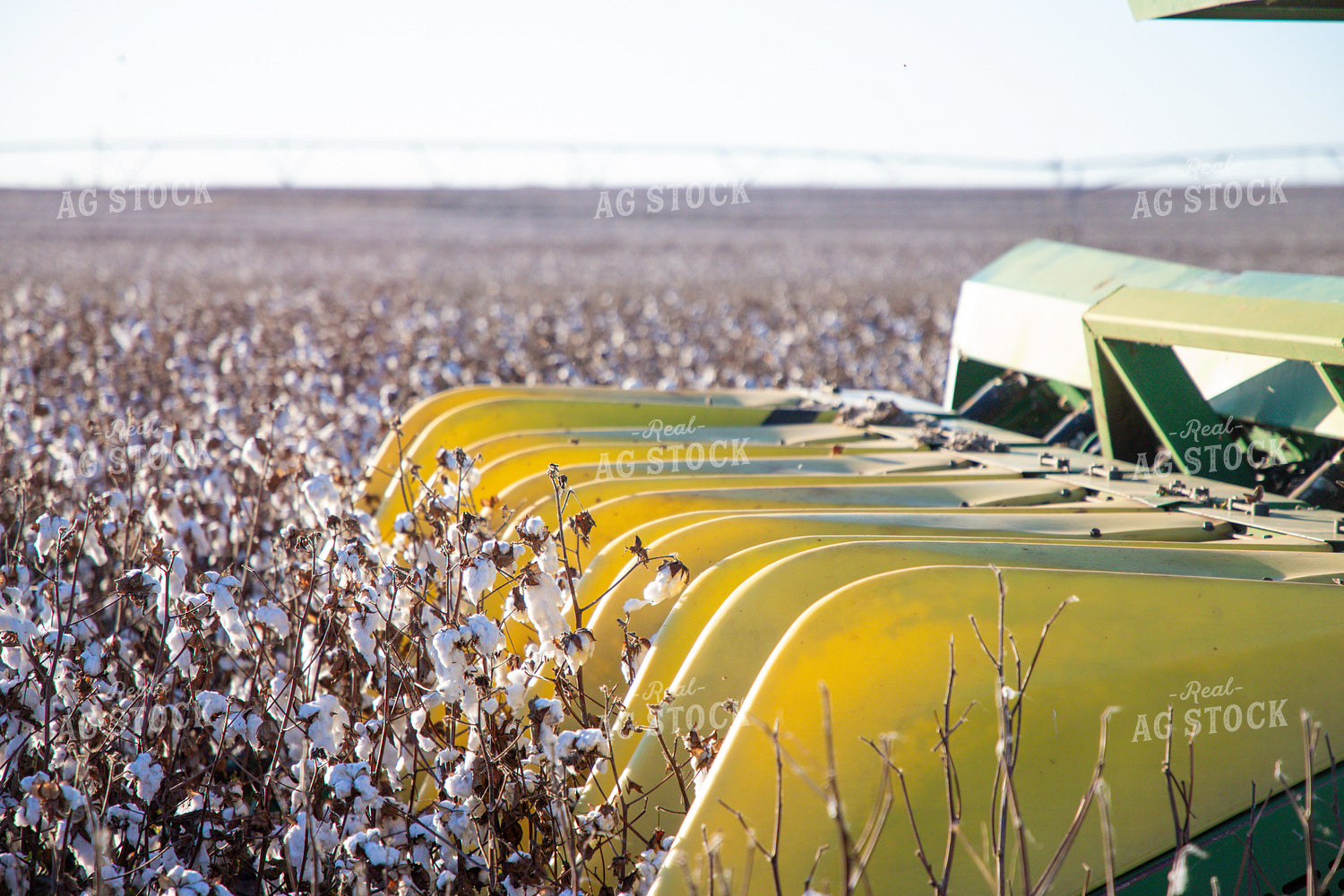 Cotton Harvest 208112