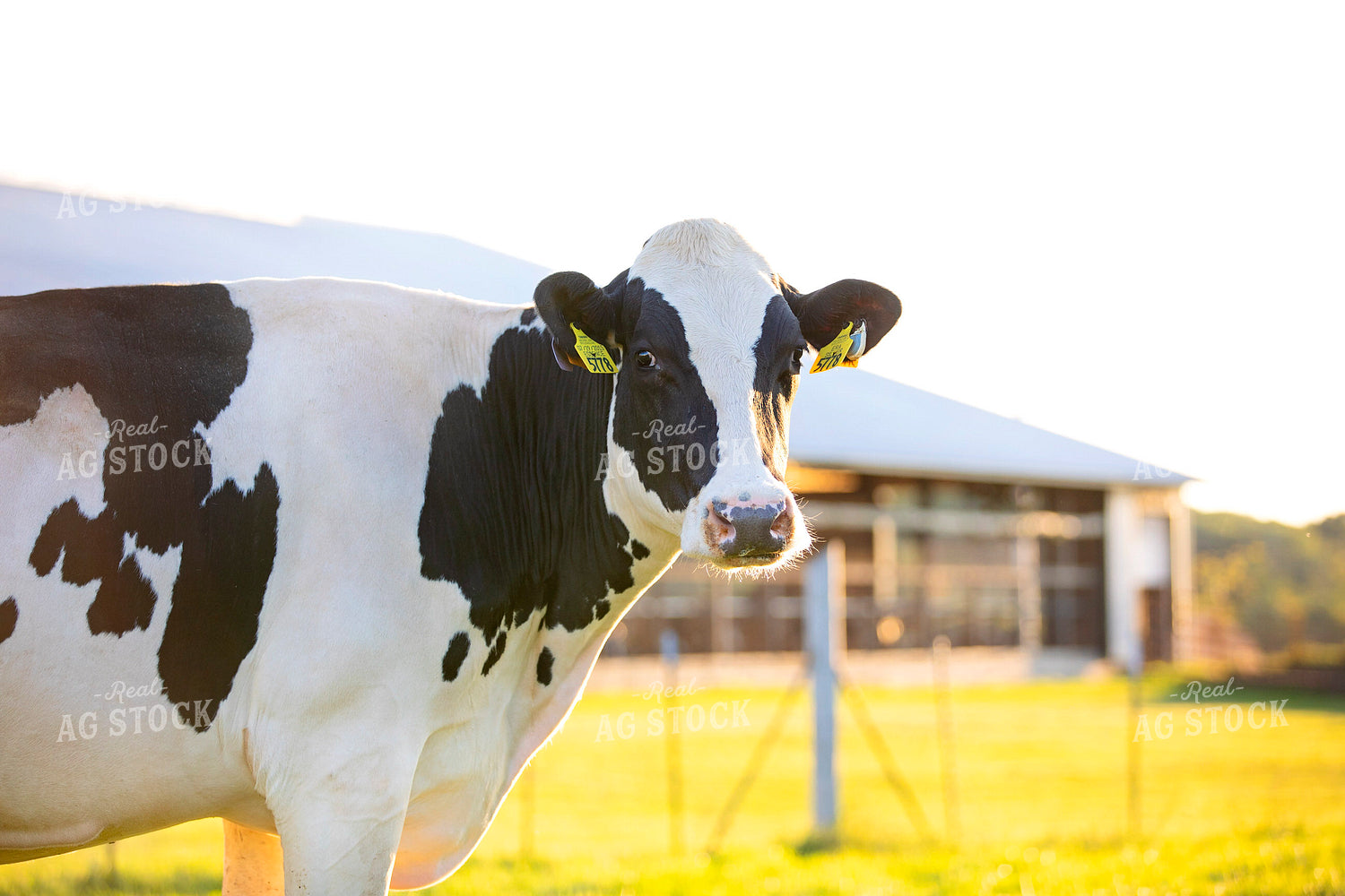 Holstein Cow on Pasture 55356