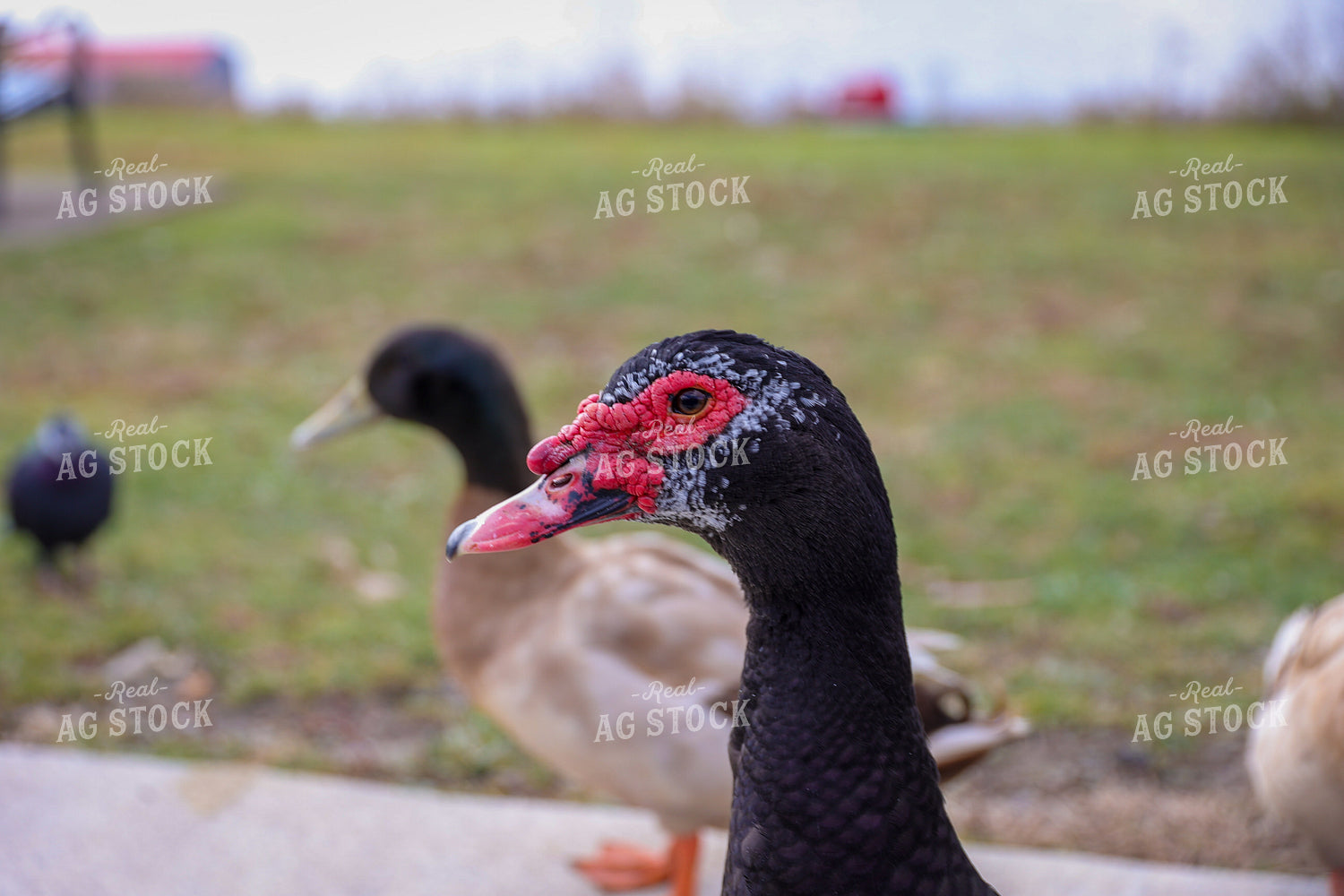 Ducks 52262