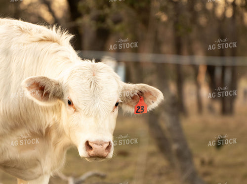 Charolais Cattle on Pasture 288024