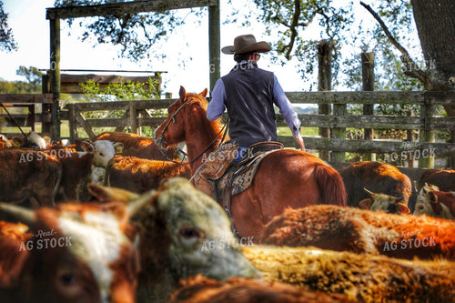 Rancher Herding Calves 210020