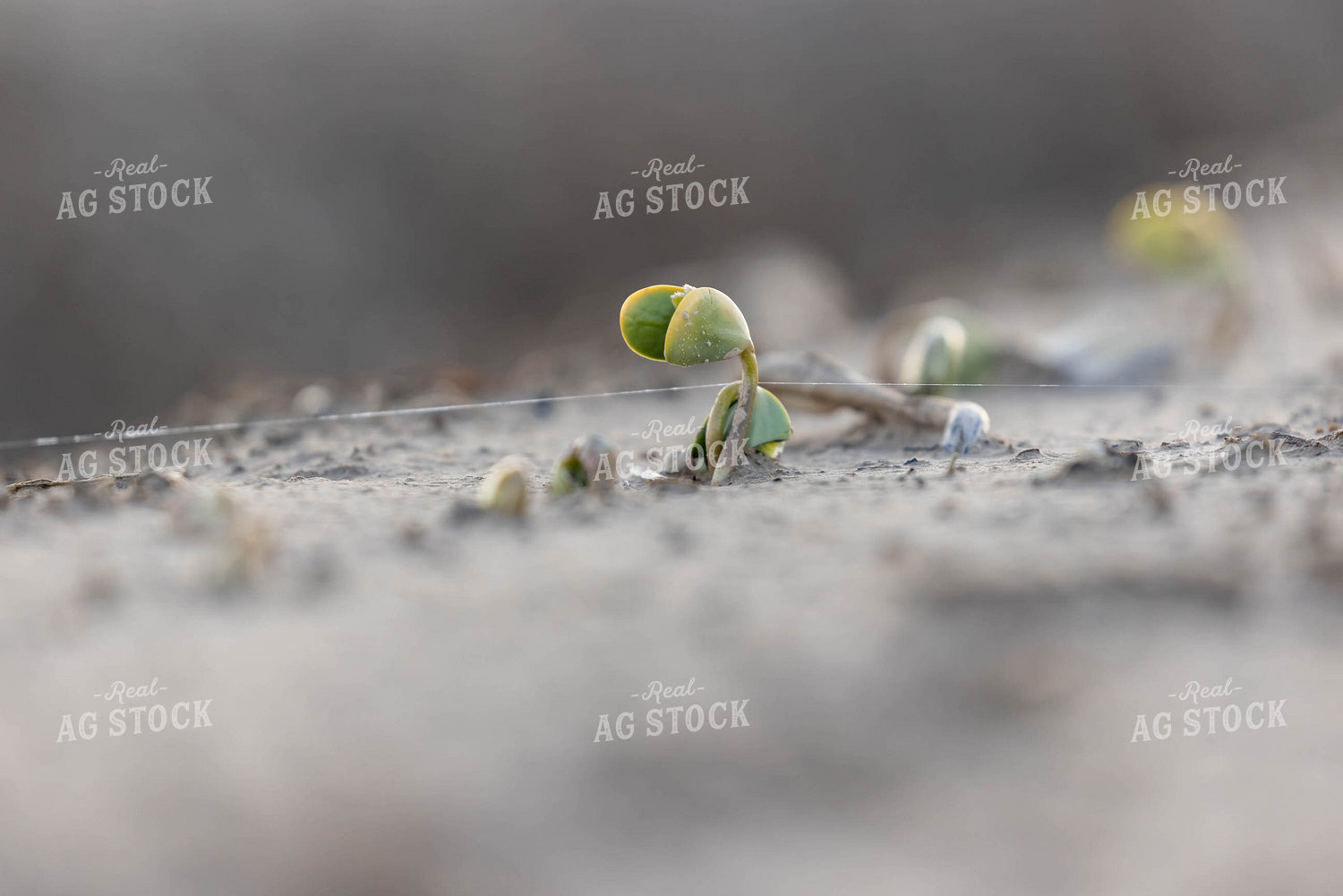 Early Growth Soybeans 79570