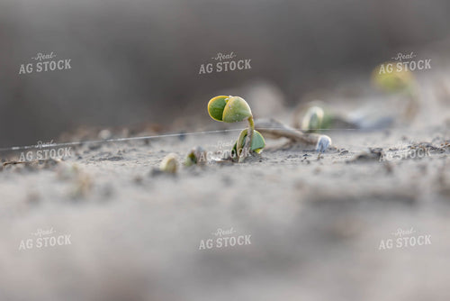 Early Growth Soybeans 79570