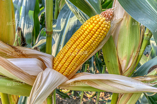 Dented Corn Ear 124025