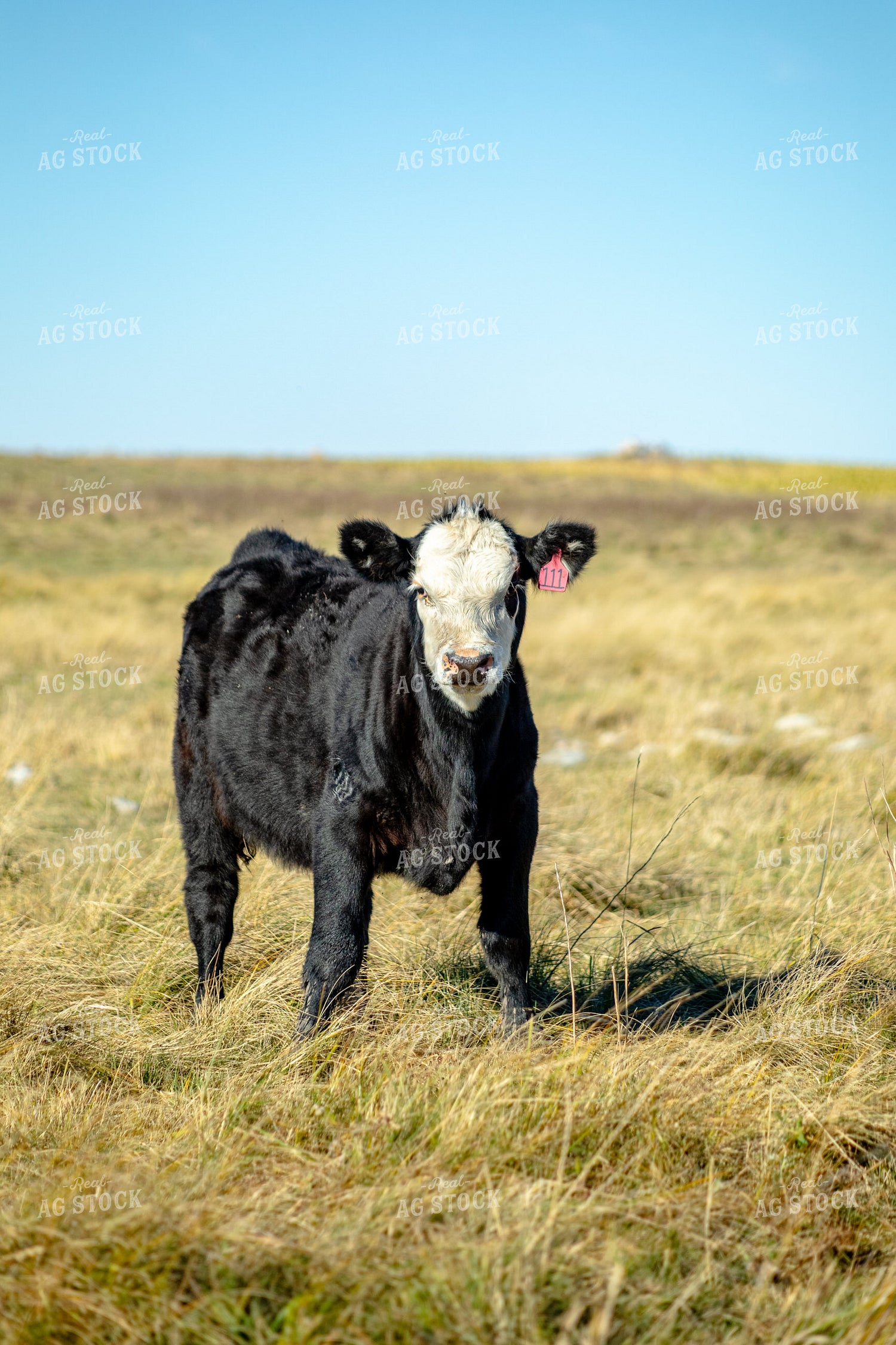 Cattle on Pasture 155326