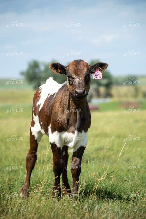 Young Longhorn Calf with Ear Tag Standing in Green Pasture 406066