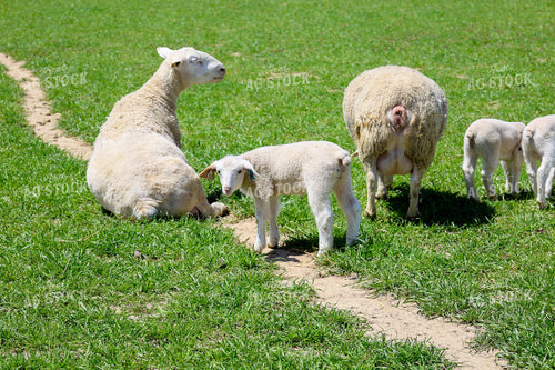 Lambs and Ewes 84220