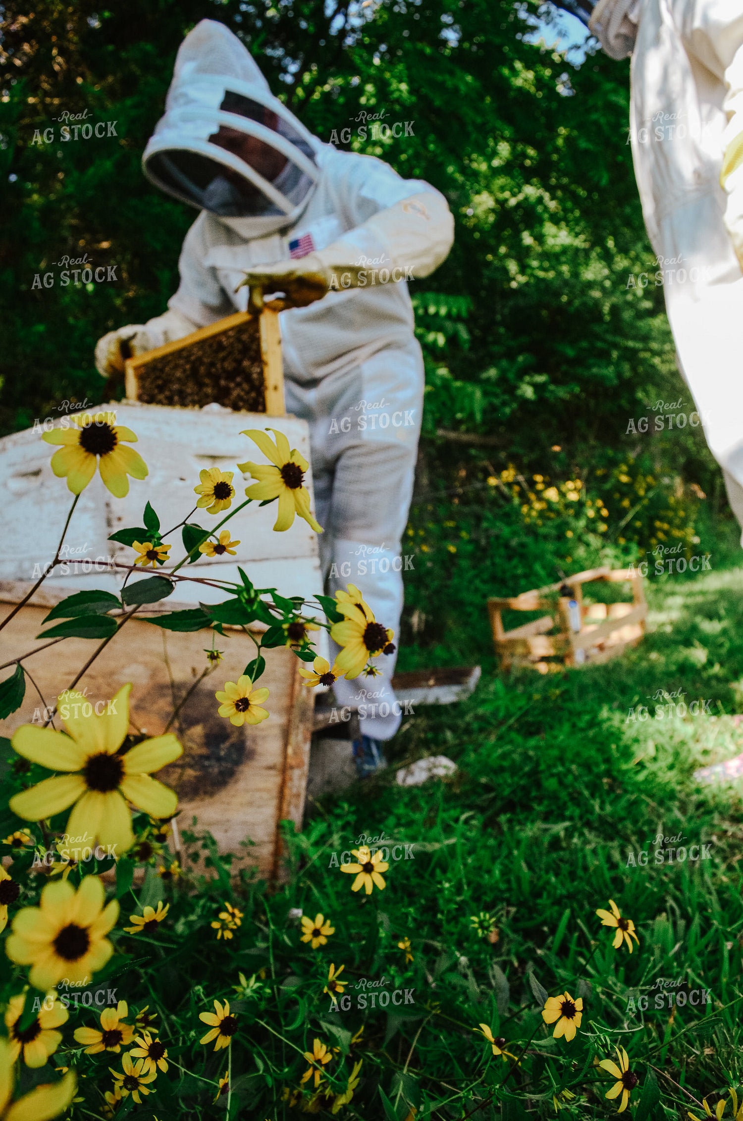 Beekeeper Handling honey bees 125038