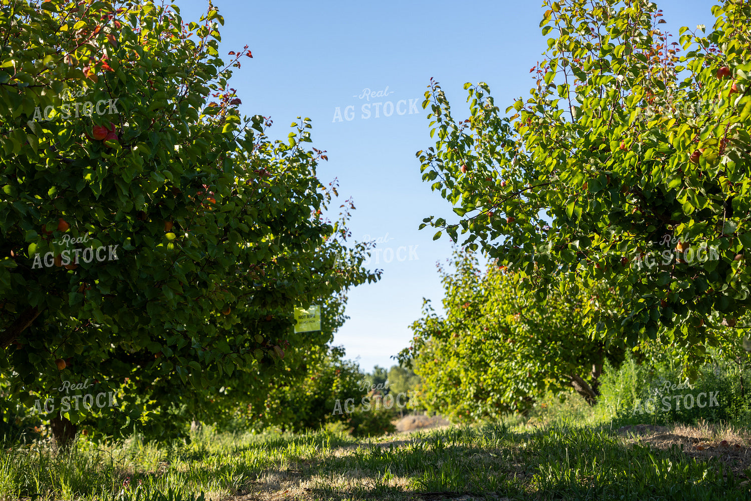 Apricot Orchard 65785