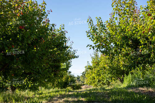 Apricot Orchard 65785