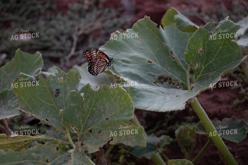 Monarch Butterfly on Leaf 60068
