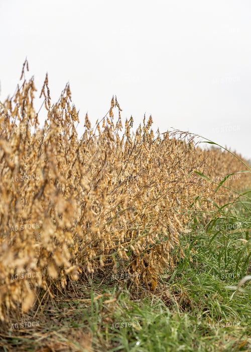 Dried Soybean Field 264063