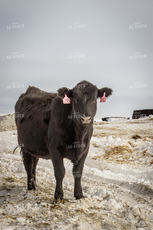 Angus Cattle 155023