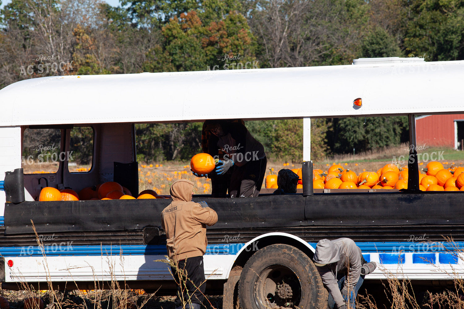 Pumpkin Harvest 132254