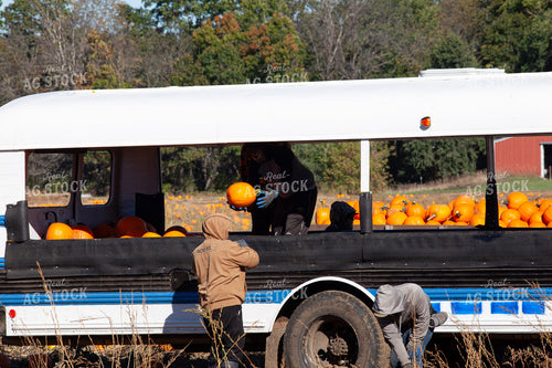 Pumpkin Harvest 132254