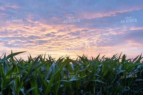 Corn Field at Sunset 77273