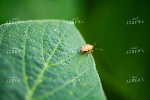 Beetle on Leaf 136109