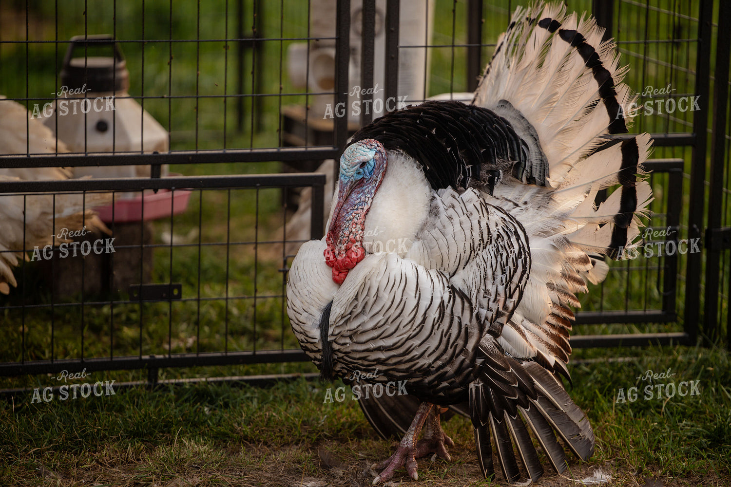 Turkey 279025