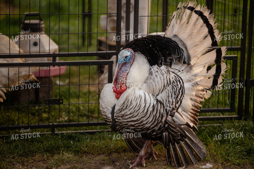 Turkey 279025