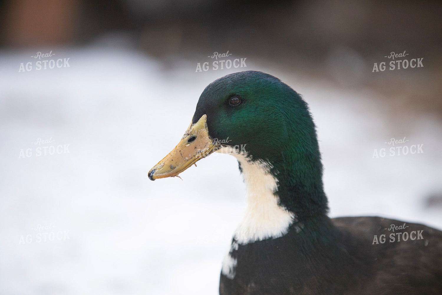 Duck in Snow 117483