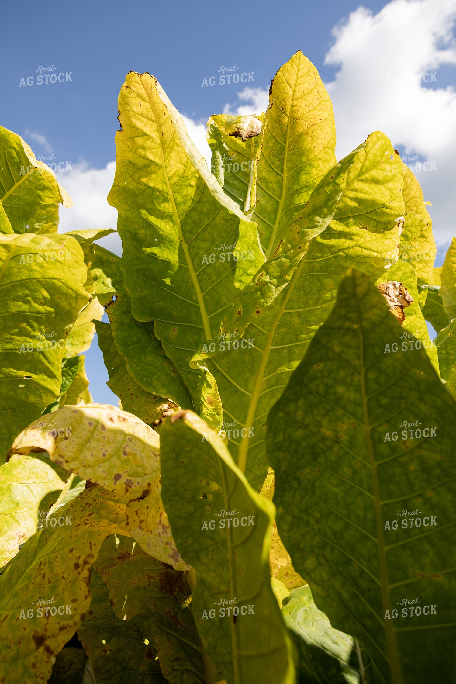 Tobacco Plants 52542