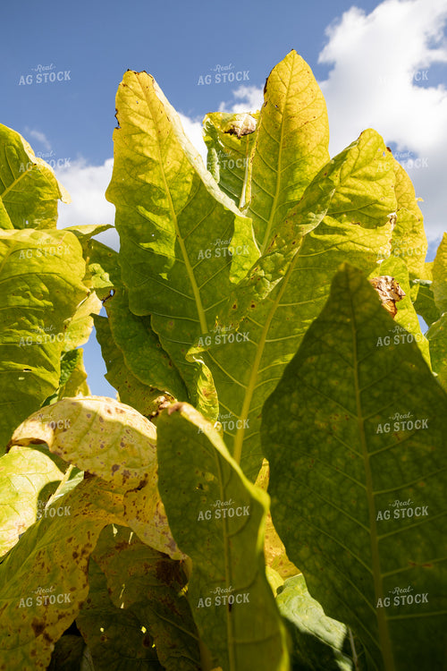 Tobacco Plants 52542