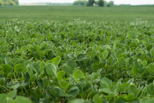Soybean Field 76203
