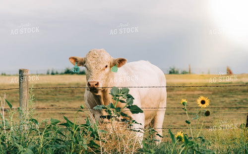 Cow in Pasture 61028