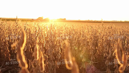 Soybean Video - Dry Golden Soybean Sunflare 2499