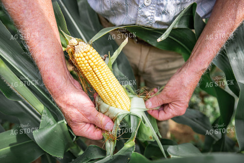 Farmer Checking Corn 270314