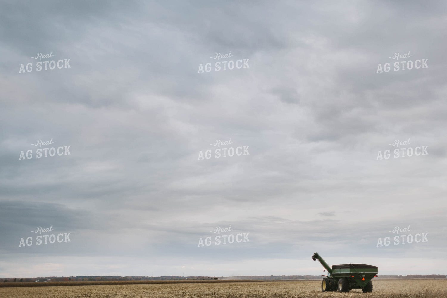 Corn Harvest 8598