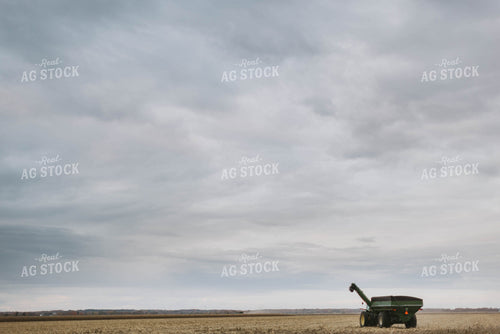 Corn Harvest 8598