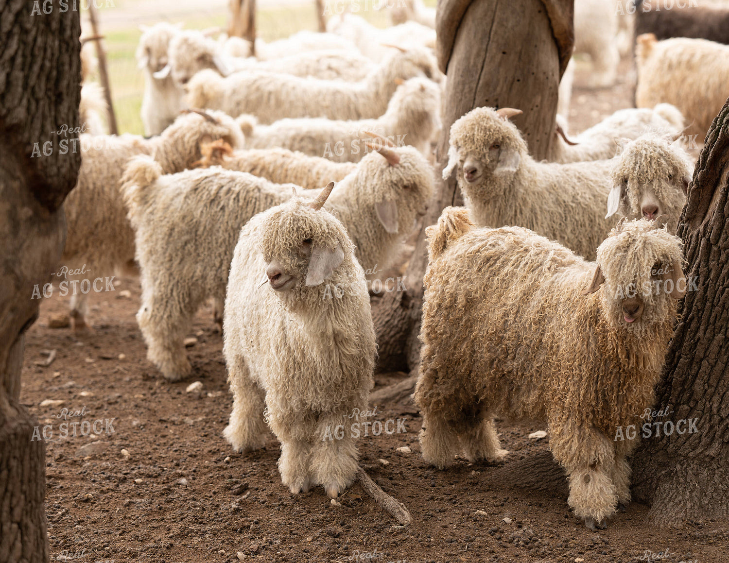 Colored and White Angora Goats 140001