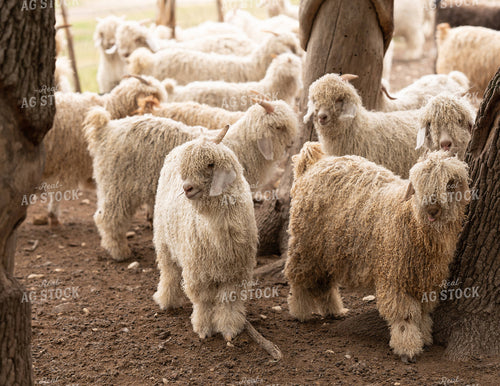 Colored and White Angora Goats 140001