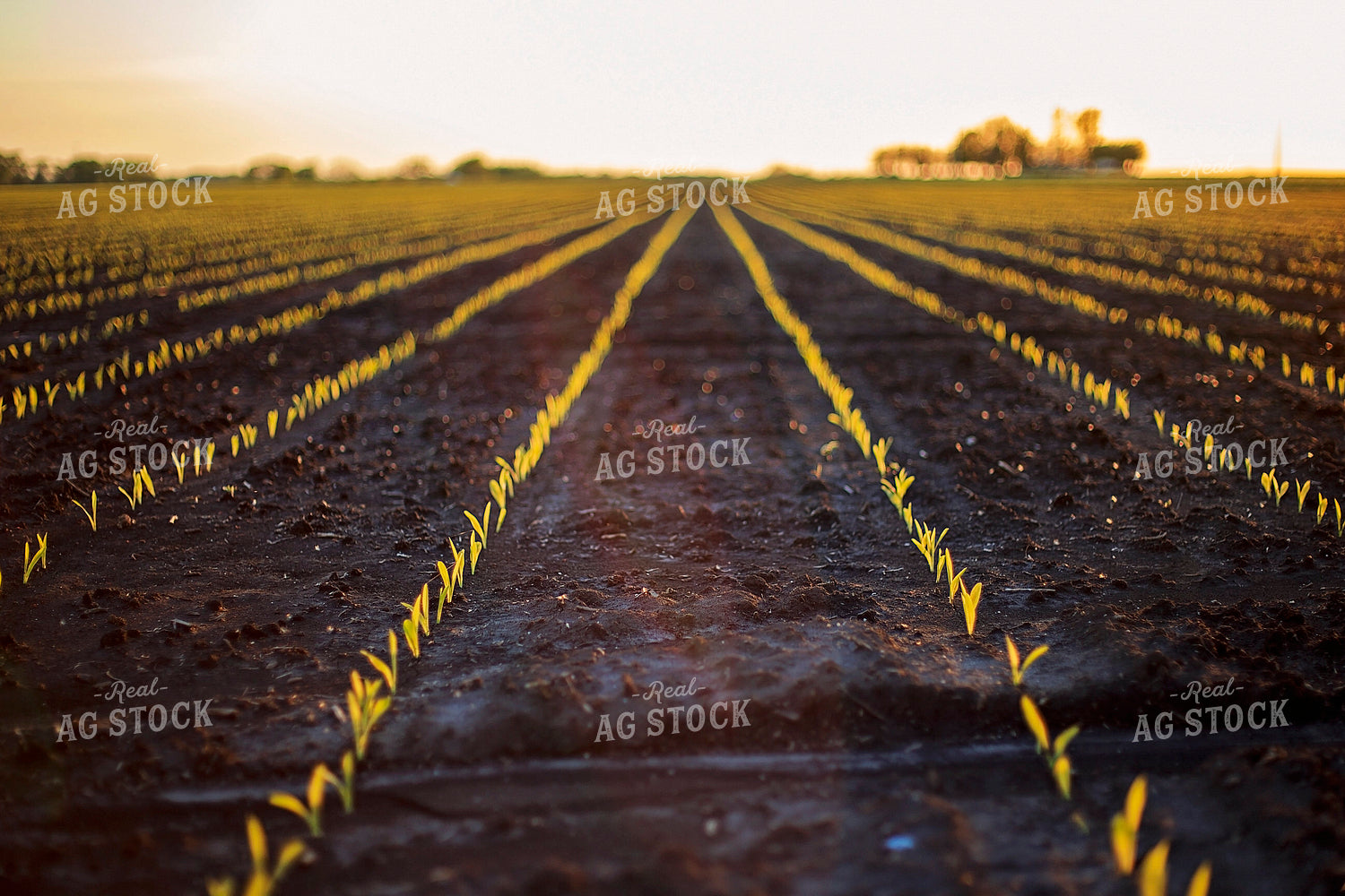 Rows of Spring Corn 93153