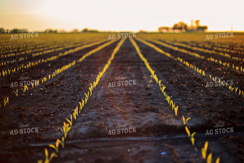 Rows of Spring Corn 93153