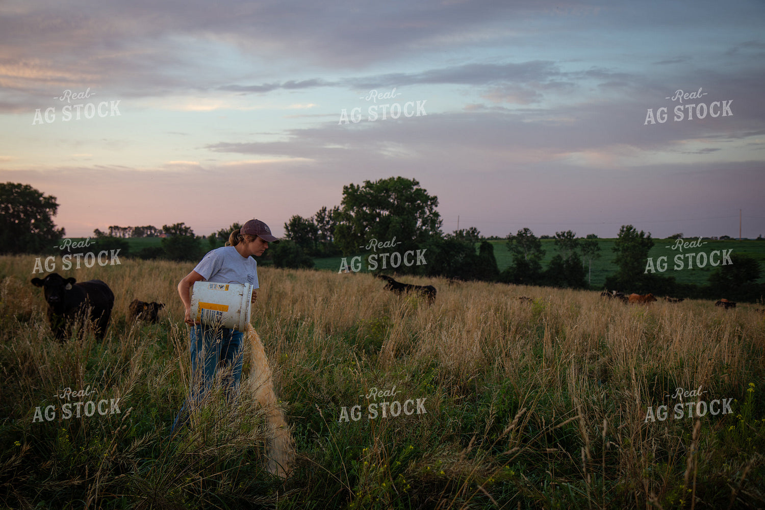 Cattle Producer Feeding Cow Calf Pairs 268352