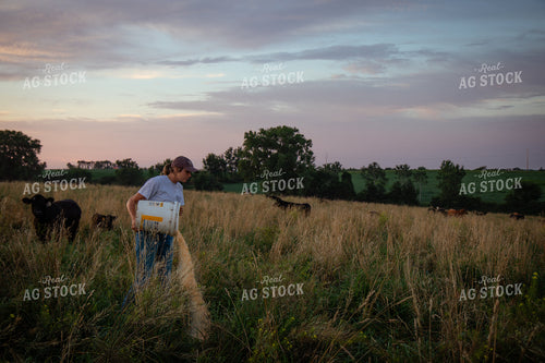 Cattle Producer Feeding Cow Calf Pairs 268352