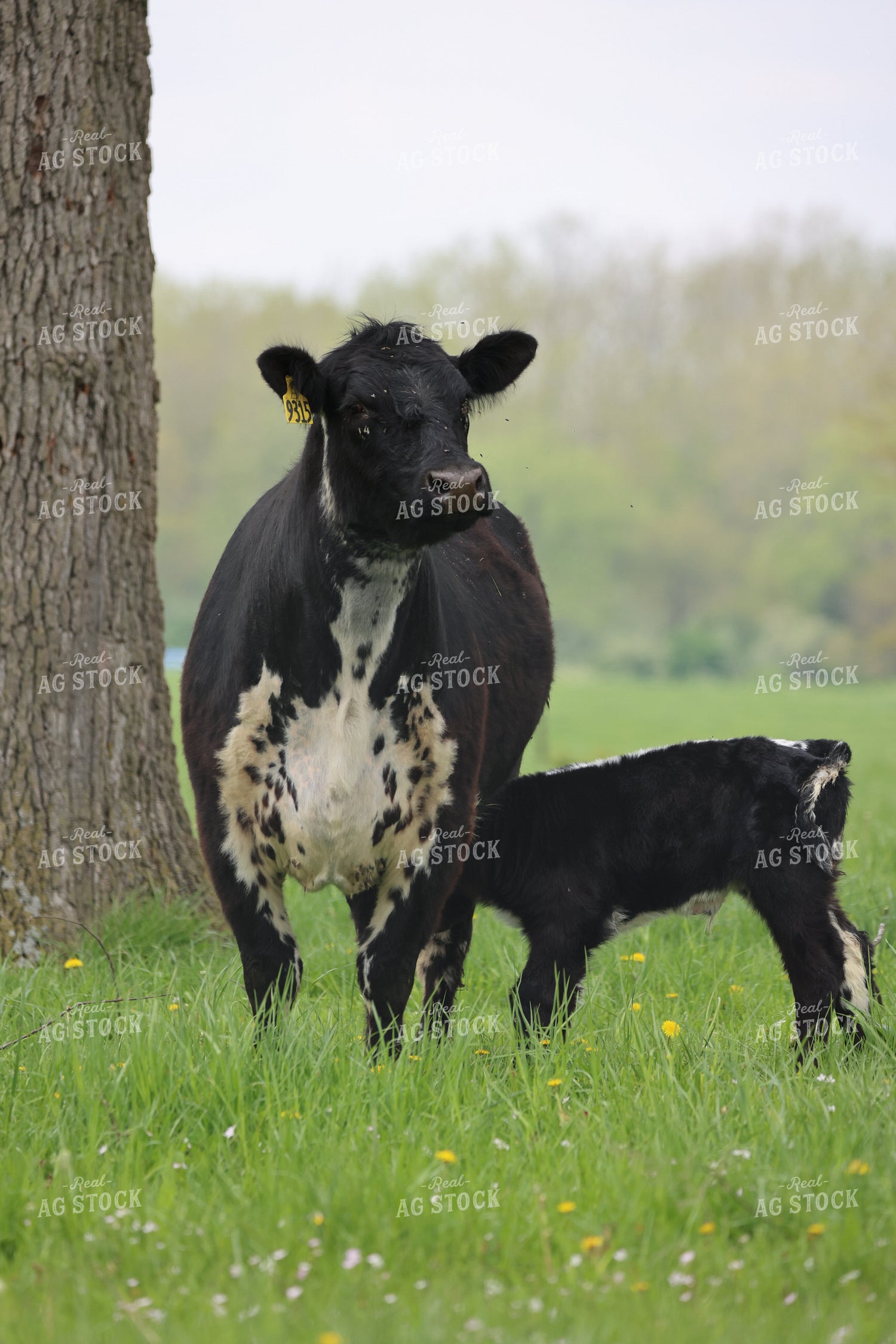 Cattle on Pasture 160298