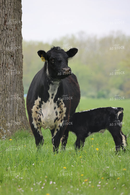 Cattle on Pasture 160298