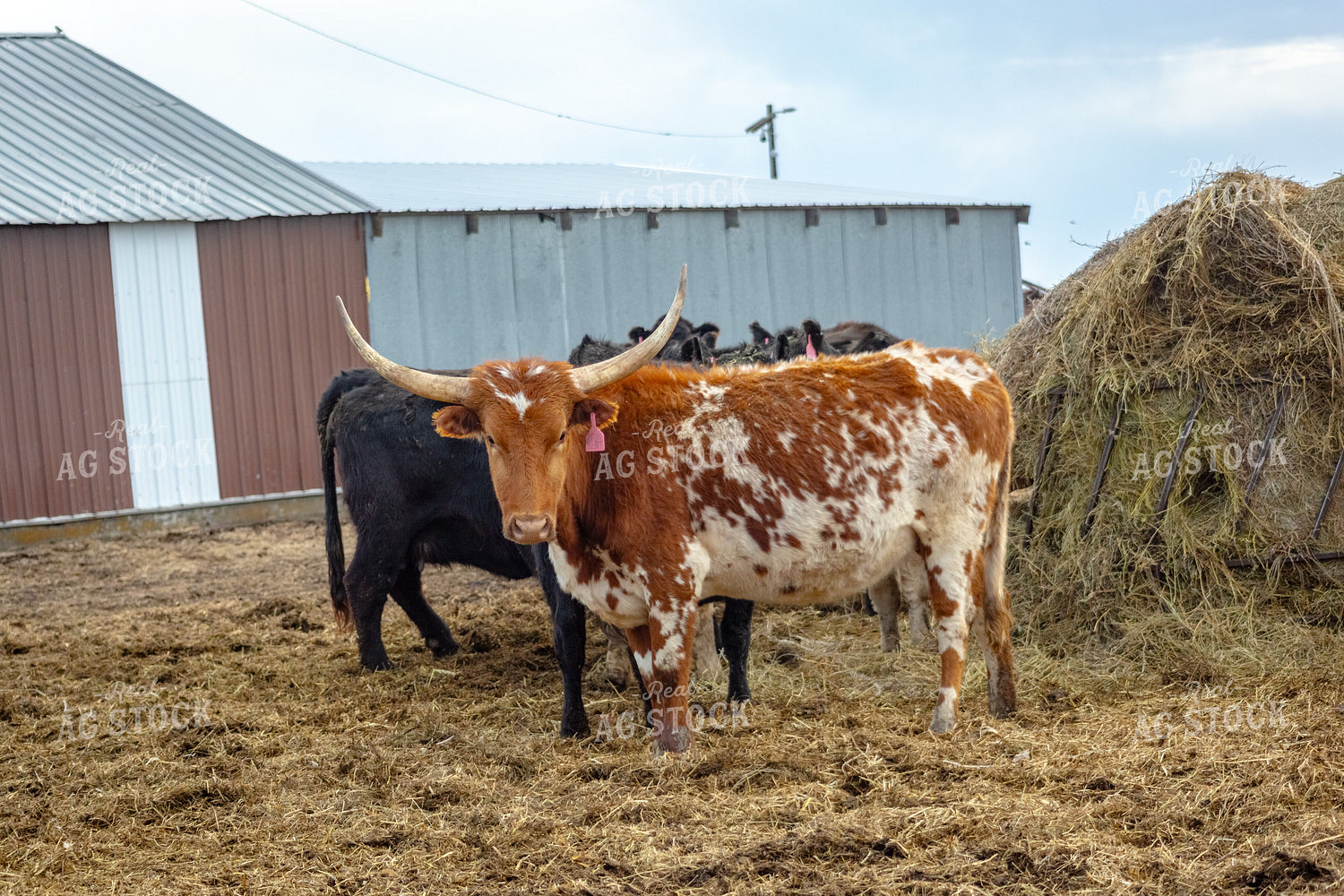Longhorn Cattle 155384