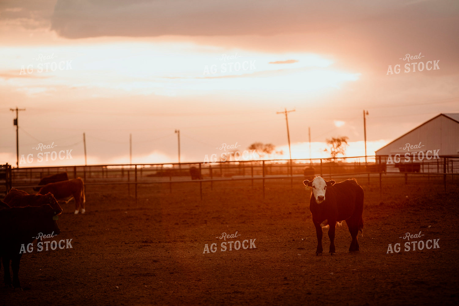 Feedyard 3119