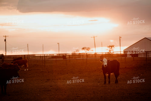 Feedyard 3119
