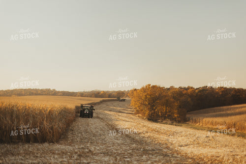 Corn Harvest 9493
