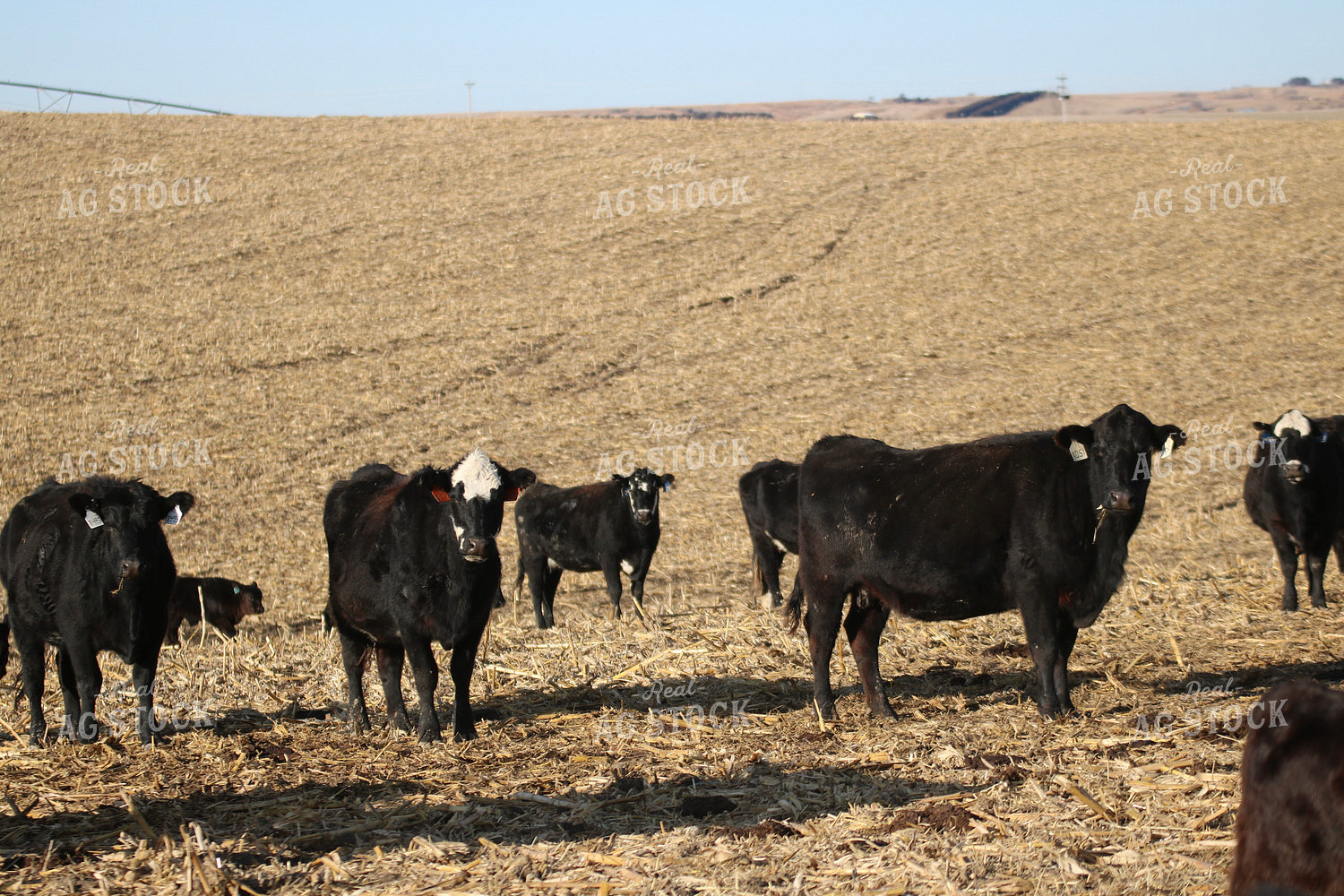 Angus Cattle on Pasture 82199