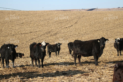 Angus Cattle on Pasture 82199